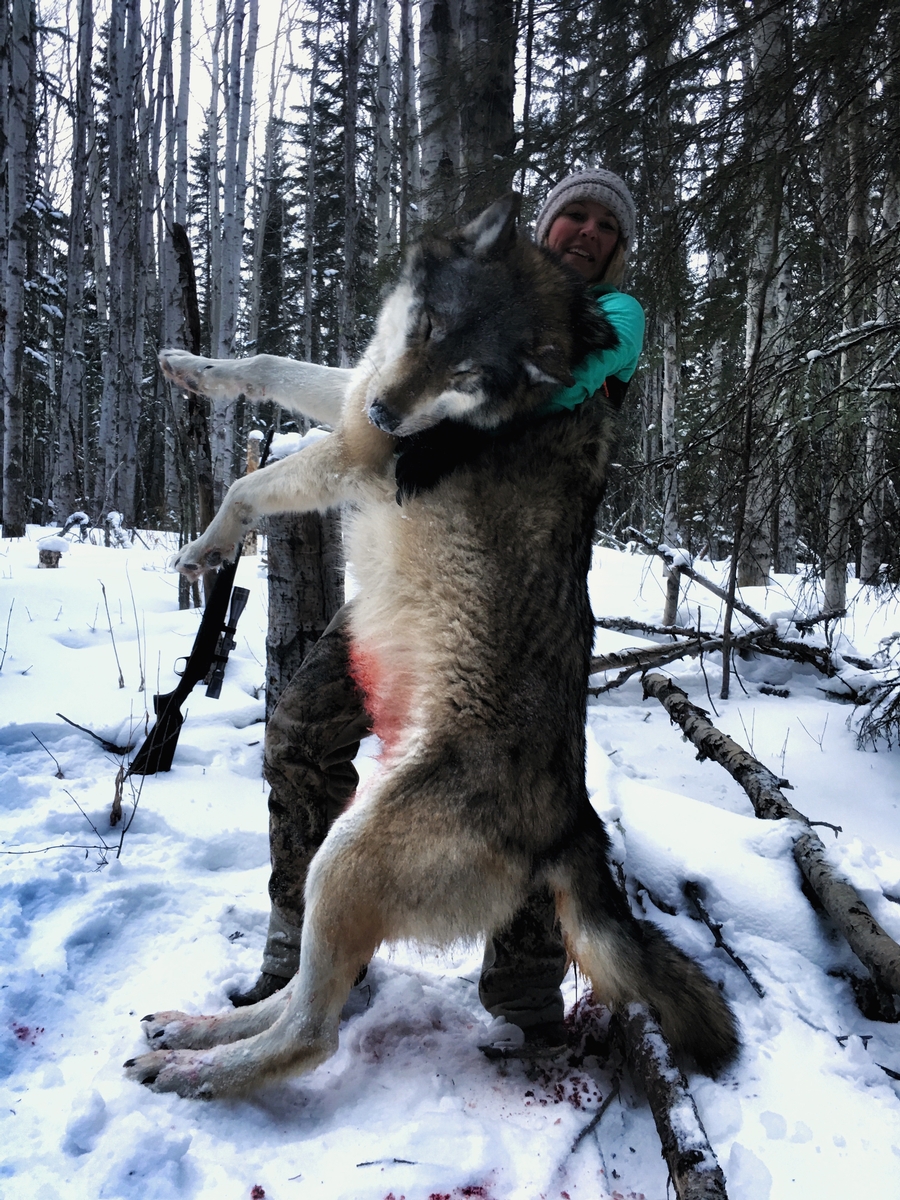 Wolf Hunts